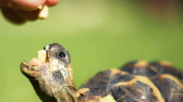 Why Shouldn't You Feed Chocolate To Turtles