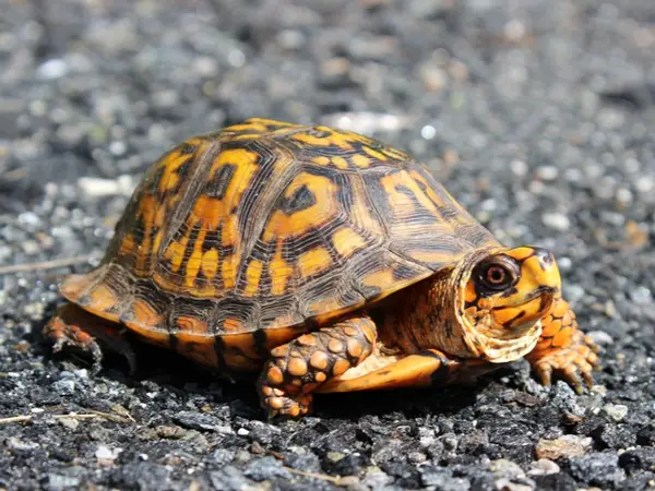 box Turtles