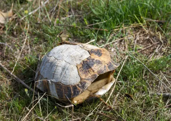 A step-by-step guide for preserving a turtle shell