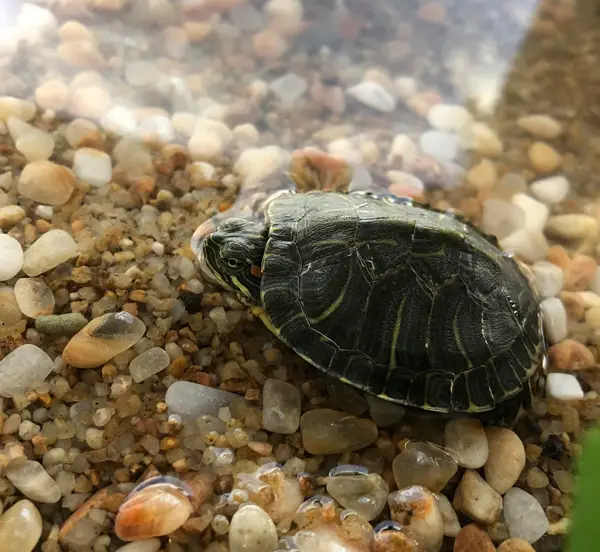 A stressed turtle may stay still