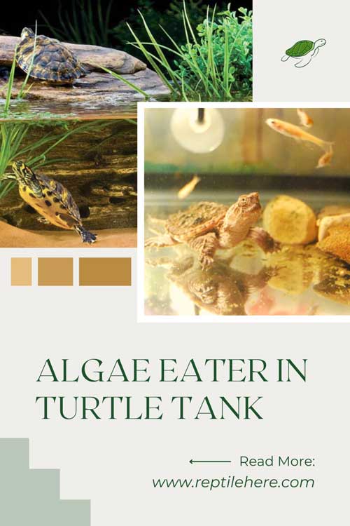 Algae Eater In Turtle Tank