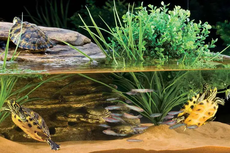 Algae Eater In Turtle Tank