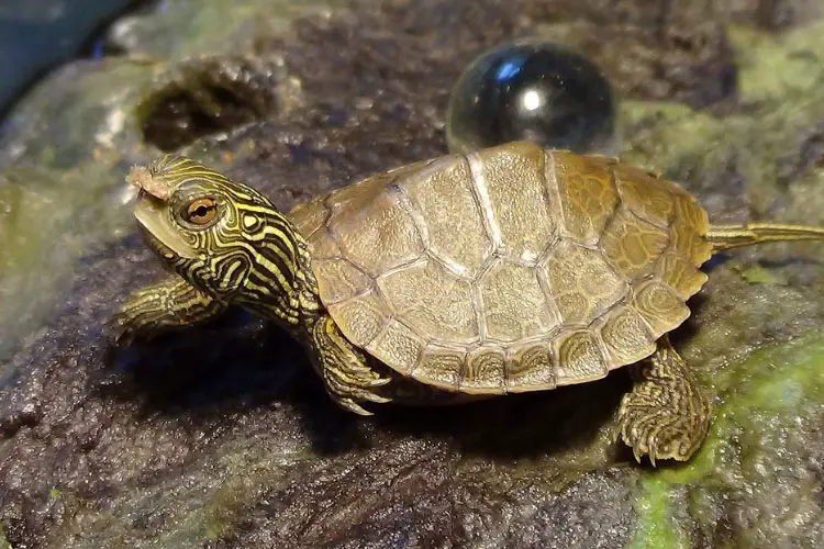 Algae In Turtle Tank: Is It Bad For Turtles? Ways To Get Rid Of It