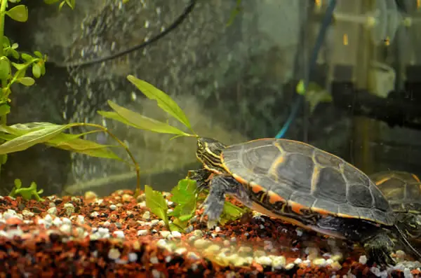 Are detritus worms harmful to turtles