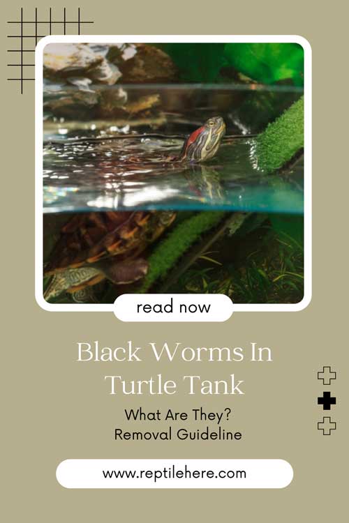 Black Worms In Turtle Tank