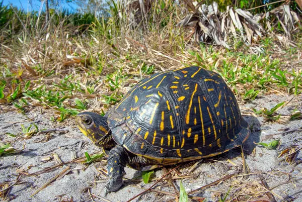 Box Turtles