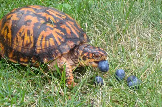 Box Turtles Eat Blueberries