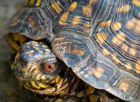 Box Turtles Eat Bread