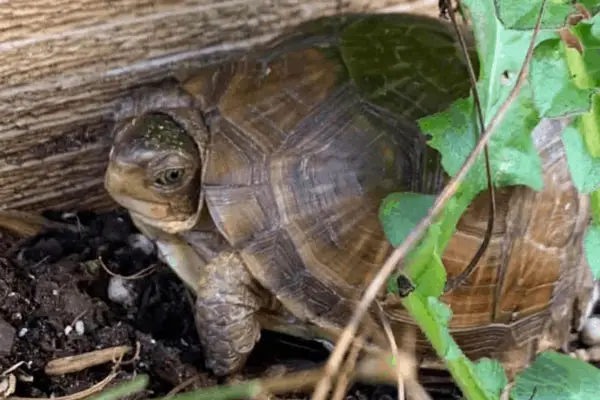 Box Turtles Eat Peanuts