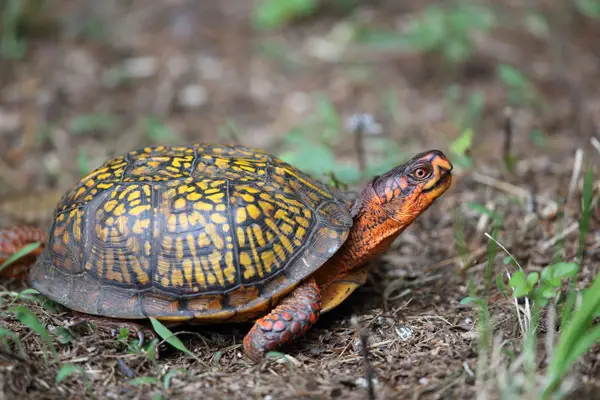 Box Turtles