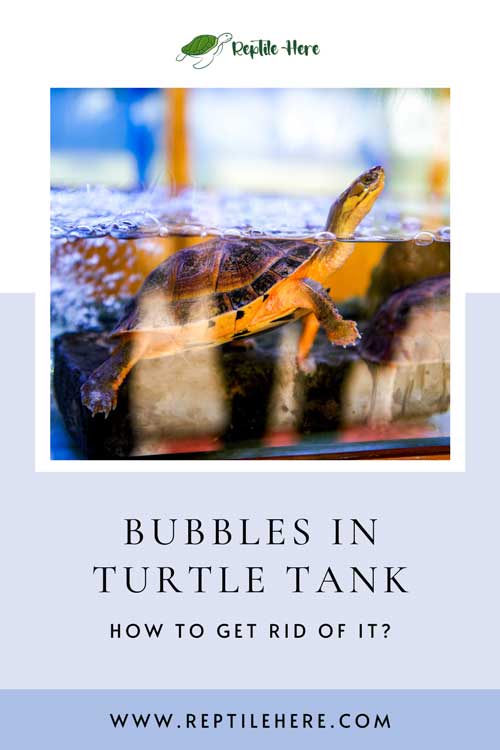 Bubbles In Turtle Tank