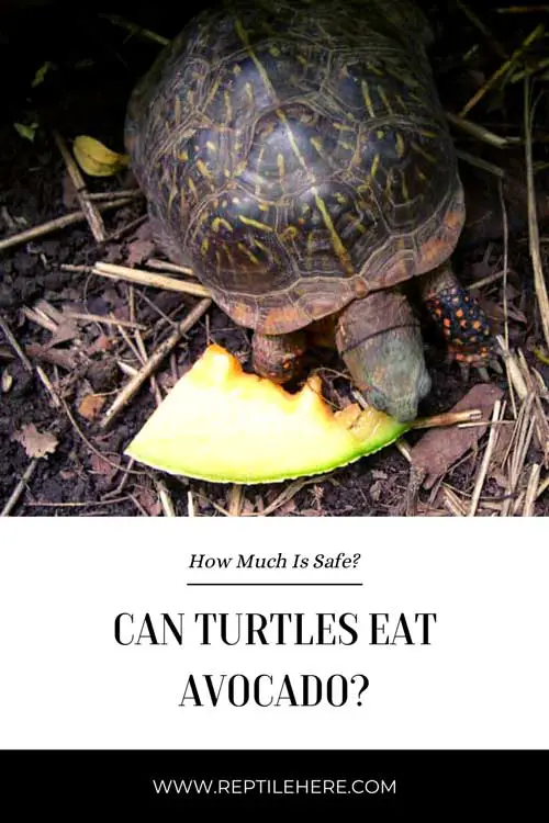 Can Turtles Eat Avocado