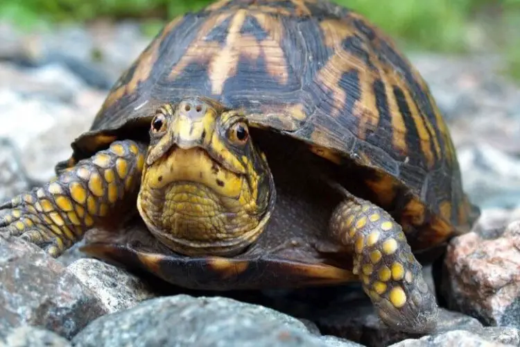 Can Turtles Eat Avocado? How Much Is Safe?