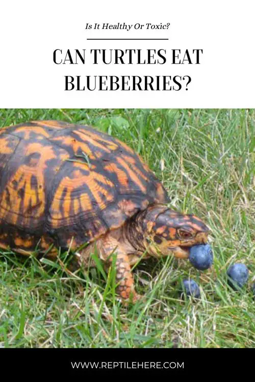 Can Turtles Eat Blueberries