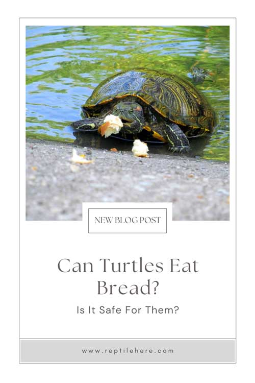 Can Turtles Eat Bread