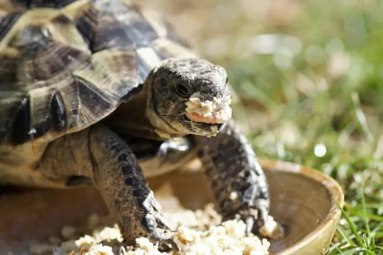 Can Turtles Eat Bread? Is It Safe For Them?