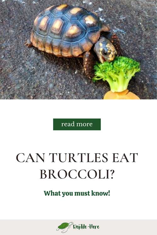 Can Turtles Eat Broccoli? What you must know!