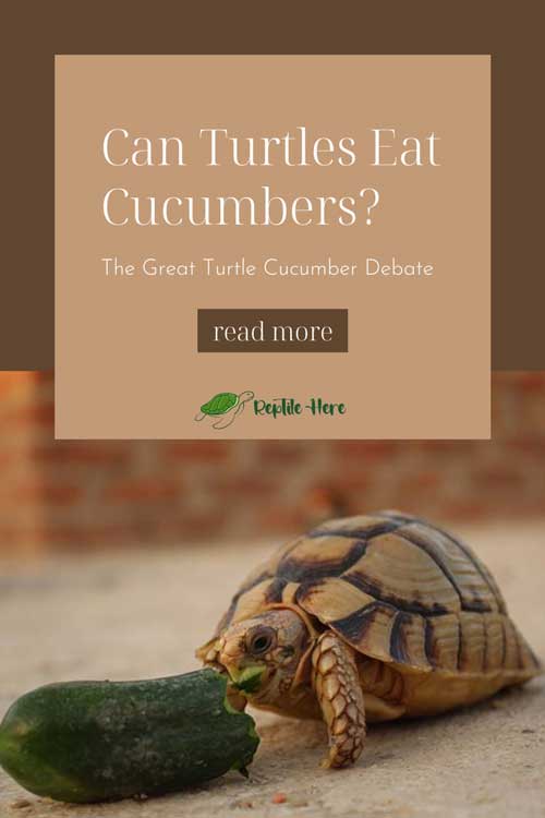 Can Turtles Eat Cucumbers