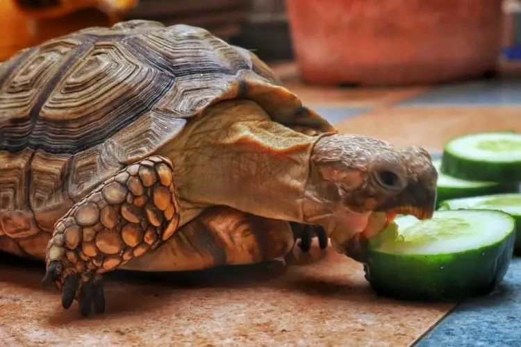 Can Turtles Eat Cucumbers? The Great Turtle Cucumber Debate