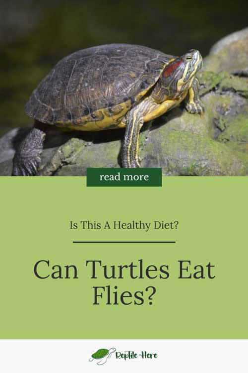 Can Turtles Eat Flies