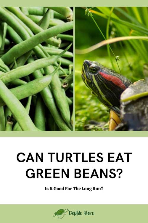 Can Turtles Eat Green Beans