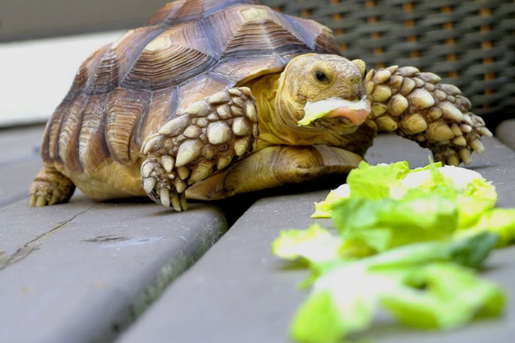 Can Turtles Eat Green Beans