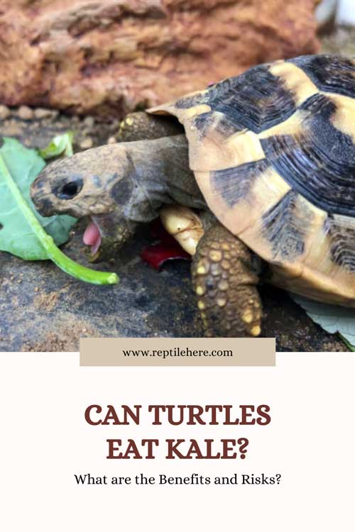 Can Turtles Eat Kale