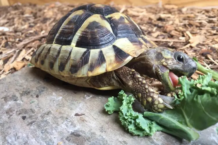 can-turtles-eat-kale-what-are-the-benefits-and-risks