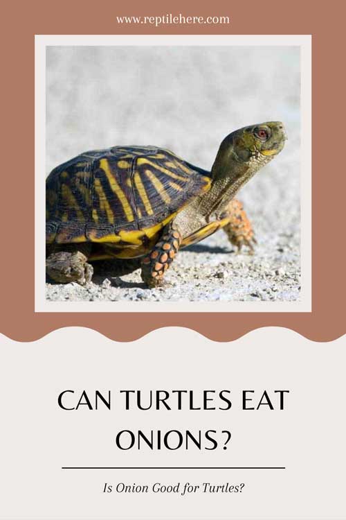 Can Turtles Eat Onions