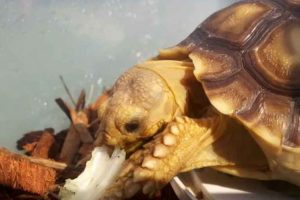 View of Can Turtles Eat Onions? (Is Onion Good for Turtles)