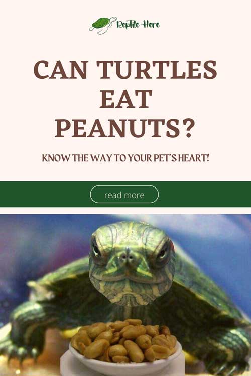 Can Turtles Eat Peanuts