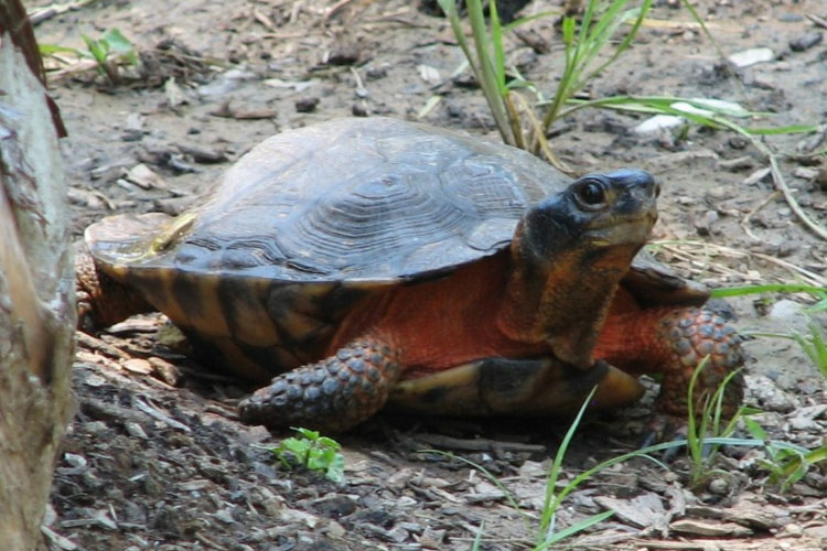Can Turtles Eat Peanuts? Know The Way to Your Pet’s Heart!