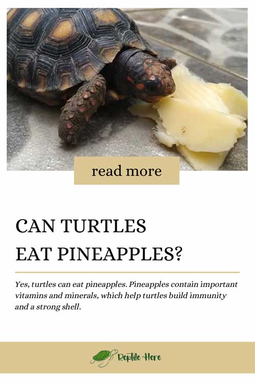 Does Red Eared Slider Turtles Eat Pieapple? 2
