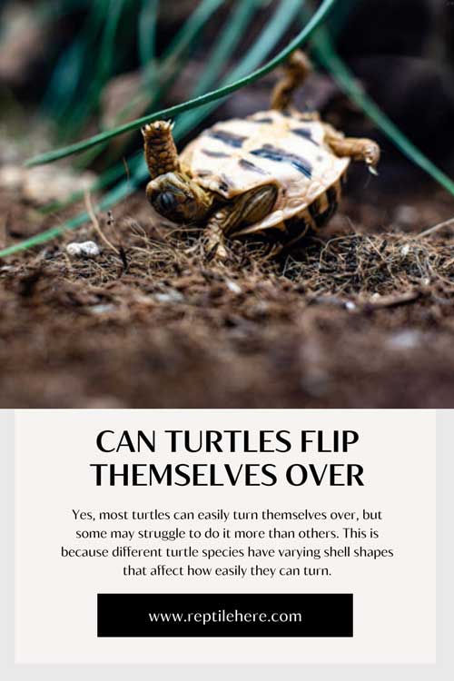 Can Turtles Flip Themselves Over