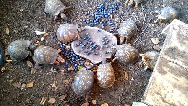 Can You Feed Blueberries To Your Pet Turtles