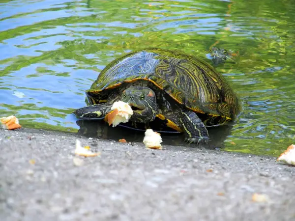 Can You Feed Bread To Your Pet Turtles