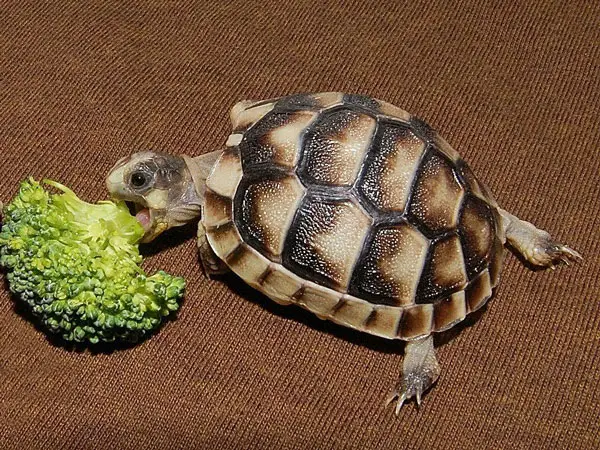 Can You Feed Broccoli To Baby Turtles