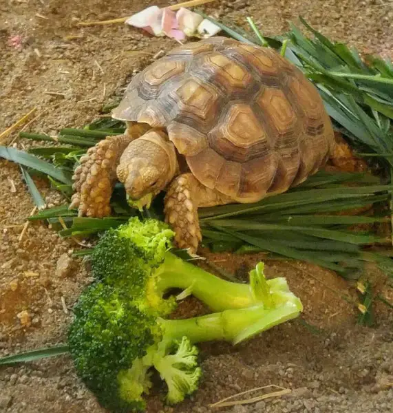 Can You Feed Broccoli To Your Pet Turtles
