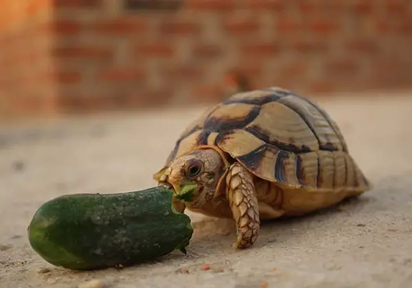 Can You Feed Cucumbers To Baby Turtles