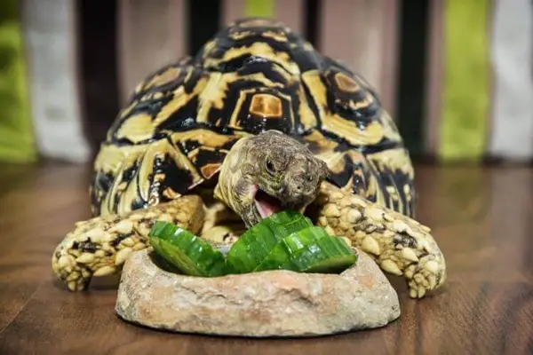 Can You Feed Cucumbers To Your Pet Turtles
