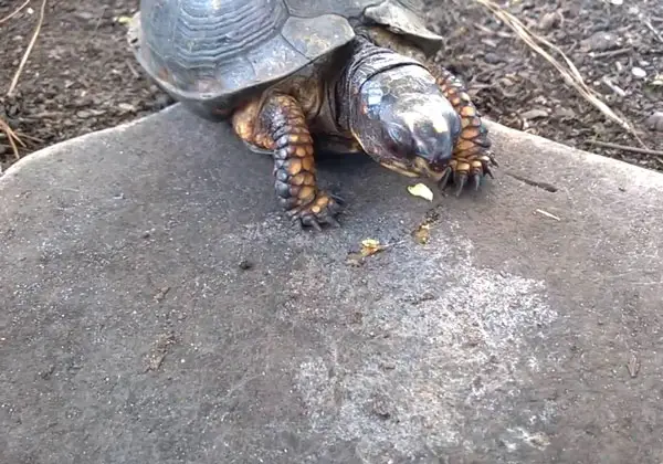 Can You Feed Flies To Your Pet Turtles