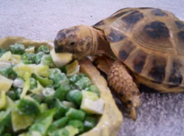 Can You Feed Green Beans To Your Pet Turtles