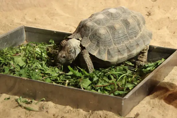 Can You Feed Kale To Your Turtles