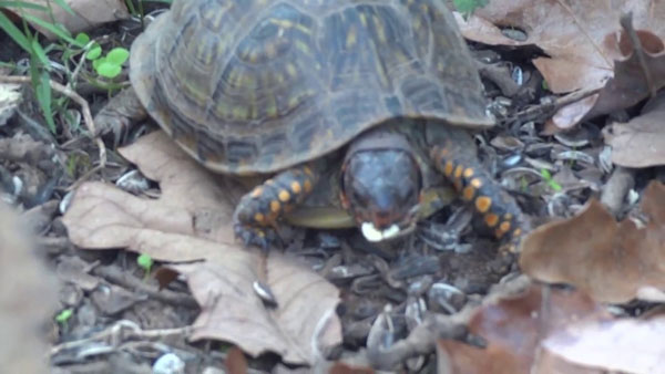 Can You Feed Peanuts To Your Pet Turtles