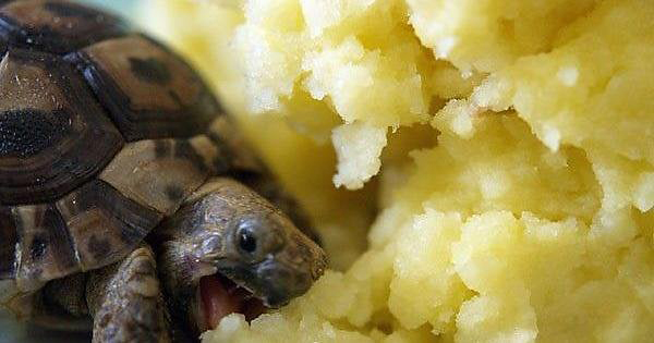 Can You Feed Potatoes to Baby Turtles