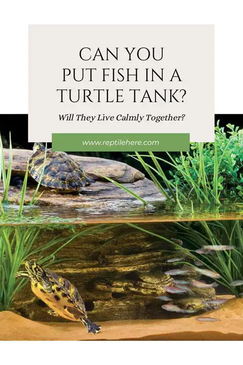 Can You Put Fish In A Turtle Tank