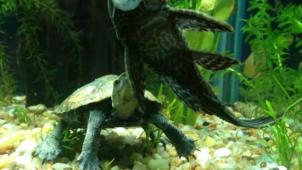 Can a pleco kill a turtle