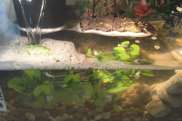 Can the wrong filter size cause bubbles in turtle tank