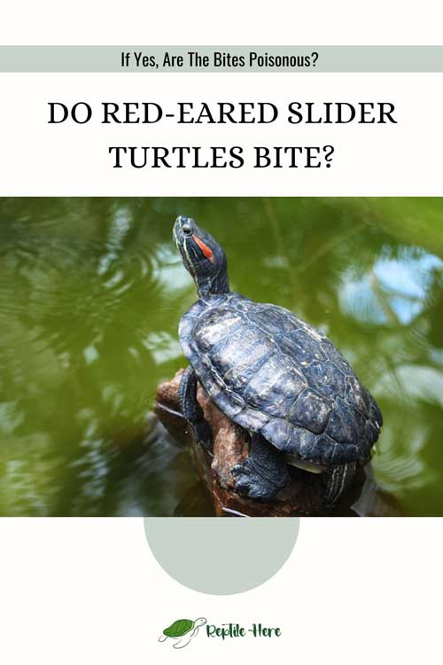 Do Red-Eared Slider Turtles Bite