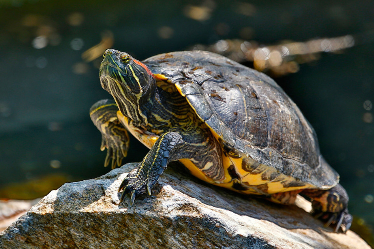 Do Red-Eared Slider Turtles Bite? If Yes, Are The Bites Poisonous? 